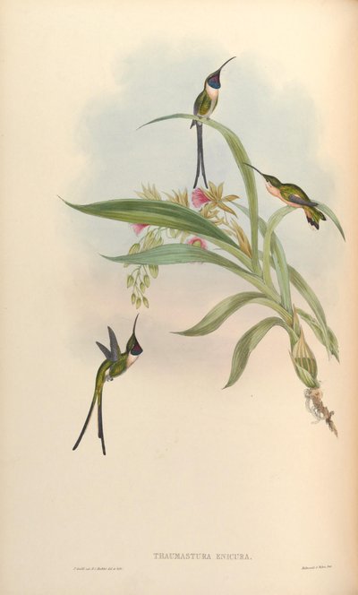 Thaumastura enicura = Doricha enicura door John Gould